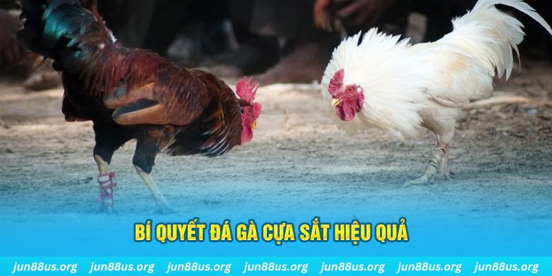 33win39 đá gà cựa dao