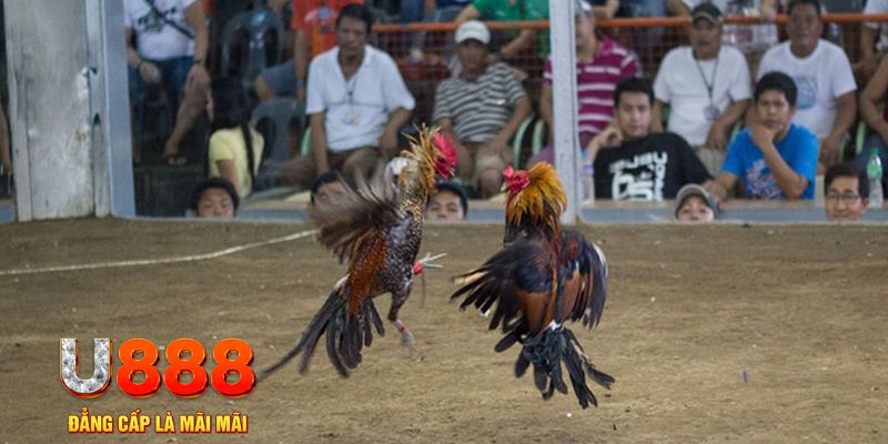 33win39 đăng nhập mậu binh online